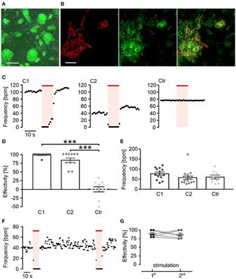 Optogenetic Stimulation of Gi Signaling Enables Instantaneous Modulation of Cardiomyocyte Pacemaking